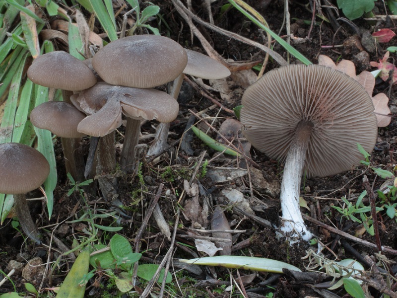 Entoloma sp